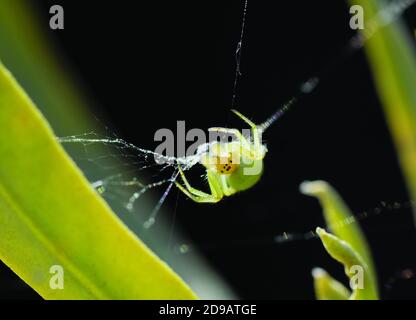 Spinnennetz der grünen Kreisel. Makroaufnahme. Kleine Spinne macht es Netz auf Olivenbaum im Freien. Stockfoto