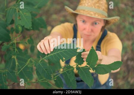 Weibliche Bäuerin untersucht Walnussbaum Äste und Blätter für gemeinsame Schädlinge und Krankheiten in Bio-Obstgarten Stockfoto