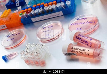 Bat Coronavirus ZC45 auf Petrischale, COVID-19 Studie im Labor, konzeptuelles Bild Stockfoto