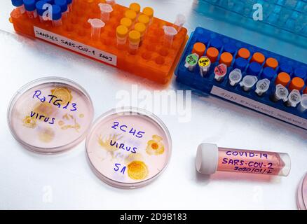 Bat Coronavirus ZC45 auf Petrischale, COVID-19 Studie im Labor, konzeptuelles Bild Stockfoto