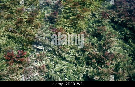 Hygrophila difformis, allgemein bekannt als Wasserwisteria oder Synnema Stockfoto