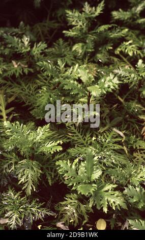 Hygrophila difformis, allgemein bekannt als Wasserwisteria oder Synnema Stockfoto