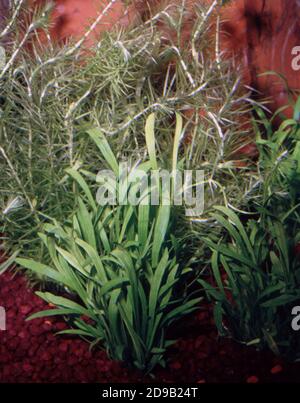 Die brasilianische Micro Sword Pflanze ist botanisch als Lilaeopsis bekannt (Cratzia) brasiliensis Stockfoto