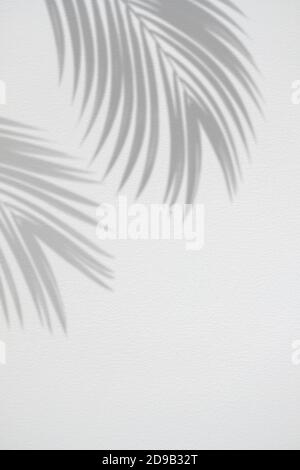 Realistische und organische tropische Blätter natürlichen Schatten Overlay-Effekt auf weißem Textur Hintergrund. Stockfoto