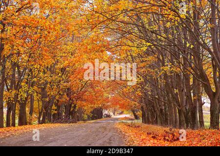 Unbefestigte Land Sandstraße, Gasse mit Bäumen im Herbst. Wunderschöne Naturlandschaft. Herbstsaison. Reihen von Bäumen säumen langen leeren Pfad. Parkallee in Belaru Stockfoto