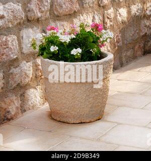 Geranie. Topf mit Büschen blühender Pflanzen. Landschaftsdesign. Büsche mit rosa und weißen Blüten in hellem Keramik Blumentopf. Stockfoto