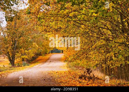 Unbefestigte Land Sandstraße, Gasse mit Bäumen im Herbst. Wunderschöne Naturlandschaft. Herbstsaison. Reihen von Bäumen säumen langen leeren Pfad. Parkallee in Belaru Stockfoto