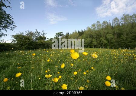 Ayrshire Meadow, Schottland, ein Wiesenfeld aus Butterblumen. Eine krautige Pflanze mit leuchtend gelben schalenförmigen Blüten, die im Grasland und als Gartengras häufig ist. Alle Arten sind giftig und werden im Allgemeinen durch Vieh vermieden.schleichende Butterblume gehört zur Familie der Ranunculus und ist für ihre schönen Blumen bekannt. Aufgrund seiner invasiven und fruchtbaren Natur wird der Butterblume jedoch von vielen als Unkraut angesehen. Buttercup-Kontrolle ist besonders schwierig bei großen Befall.der Ursprung des Namens scheint aus der Überzeugung zu stammen, dass er der Butter ihren goldenen Farbton gab Stockfoto