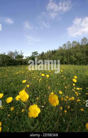 Ayrshire Meadow, Schottland, ein Wiesenfeld aus Butterblumen. Eine krautige Pflanze mit leuchtend gelben schalenförmigen Blüten, die im Grasland und als Gartengras häufig ist. Alle Arten sind giftig und werden im Allgemeinen durch Vieh vermieden.schleichende Butterblume gehört zur Familie der Ranunculus und ist für ihre schönen Blumen bekannt. Aufgrund seiner invasiven und fruchtbaren Natur wird der Butterblume jedoch von vielen als Unkraut angesehen. Buttercup-Kontrolle ist besonders schwierig bei großen Befall.der Ursprung des Namens scheint aus der Überzeugung zu stammen, dass er der Butter ihren goldenen Farbton gab Stockfoto