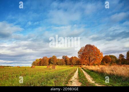 Autumn Field, Maple Tree, Country Road. Herbst ländliche Landschaft. Trockene Blätter im Vordergrund. Einsame schöne Weiden Herbstbaum. Saisonwechsel in Stockfoto