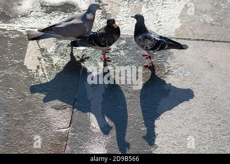 Westminster, London, Großbritannien. November 2020. London hat einen hellen, aber kühlen Tag genossen. Trafalgar Square. Tauben mit langen Schatten Stockfoto