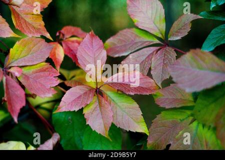 Blätter von wilden Trauben. Bunte Herbst, helle Wild Grape Hintergrund. Аbstract violett, rot, grün und orange Herbstlaub Hintergrund. Stockfoto