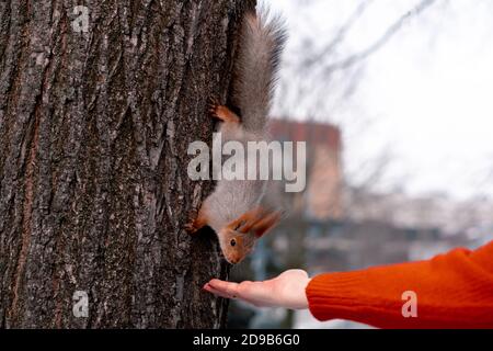 Ältere Frau Füttert Squirrel Im Park Nach Morgendlichen Übungen Und Laufen. Entspannender Und aktiver Lebensstil im mittleren Alter. Stockfoto