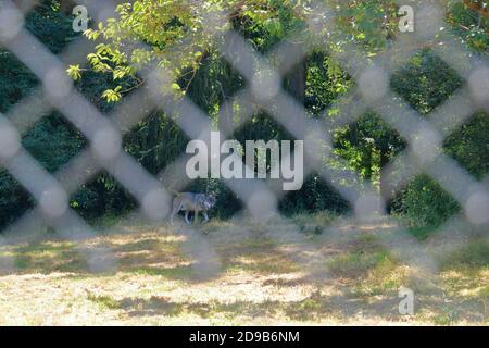 Wolf Hund hinter einem Zaun im Wildpark gesperrt In Silz/Pfalz in Deutschland Stockfoto