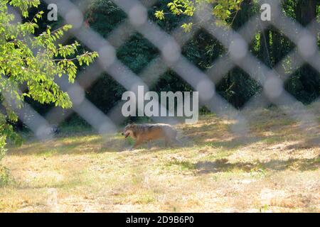 Wolf Hund hinter einem Zaun im Wildpark gesperrt In Silz/Pfalz in Deutschland Stockfoto