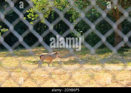 Wolf Hund hinter einem Zaun im Wildpark gesperrt In Silz/Pfalz in Deutschland Stockfoto