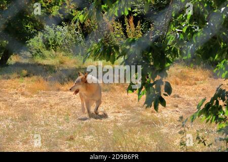 Wolf Hund hinter einem Zaun im Wildpark gesperrt In Silz/Pfalz in Deutschland Stockfoto