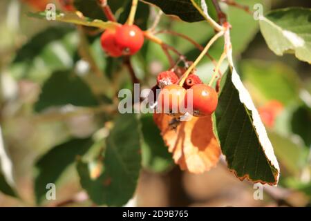 Nahansicht des Traubenhaufens der Beeren des Greak-Weißbeam (Sorbus graeca) Stockfoto