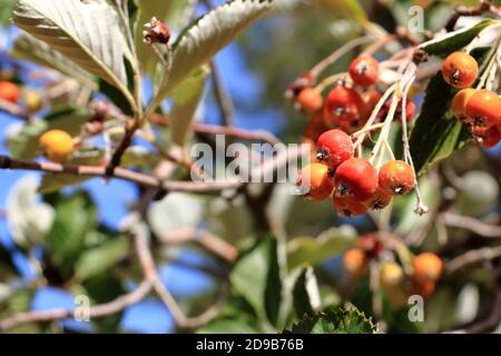 Nahansicht des Traubenhaufens der Beeren des Greak-Weißbeam (Sorbus graeca) Stockfoto