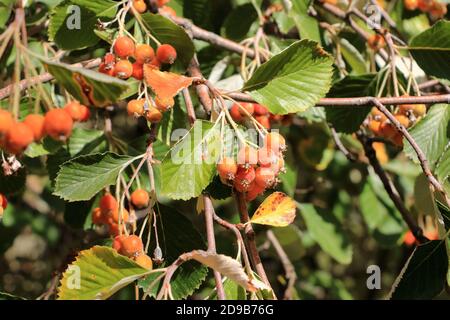 Nahansicht des Traubenhaufens der Beeren des Greak-Weißbeam (Sorbus graeca) Stockfoto