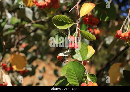 Nahansicht des Traubenhaufens der Beeren des Greak-Weißbeam (Sorbus graeca) Stockfoto