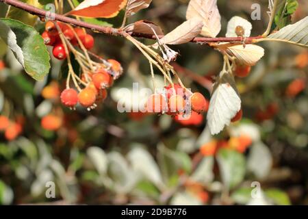 Nahansicht des Traubenhaufens der Beeren des Greak-Weißbeam (Sorbus graeca) Stockfoto