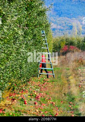 Herbsternte von Äpfeln in einem Obstgarten Bild Stockfoto