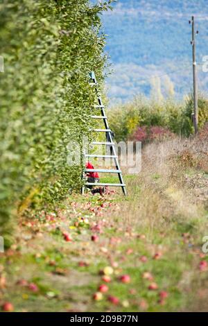 Herbsternte von Äpfeln in einem Obstgarten Bild Stockfoto