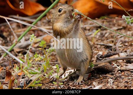 Eine hungrige gestreifte Maus, die sich auf Grassamen ernährt. Stockfoto