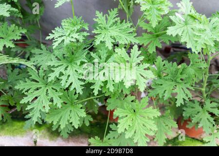 Citronella Pflanze sind natürliche Mückenschutz mit ihm duftende Natur Stockfoto