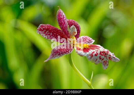 Schöne drei Farben Orchideenblume auf grünem Hintergrund, detaillierte Foto von tropischen Blume Stockfoto