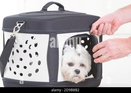 Kleiner Hund malteser sitzt in Transporter oder Tasche und wartet Für eine Reise Stockfoto