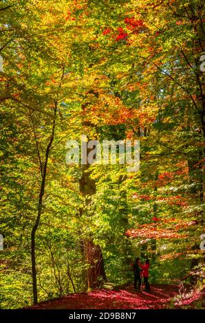Spaziergang durch den Wald im Herbst. Menschen auf einem Weg durch den Wald. Stockfoto