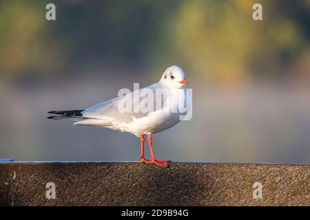 Nahaufnahme der britischen Schwarzkopfmöwe (Chroicocephalus ridibundus) im Wintergefieder, isoliert im Freien, auf dem Geländer bei Sonnenschein. Stockfoto