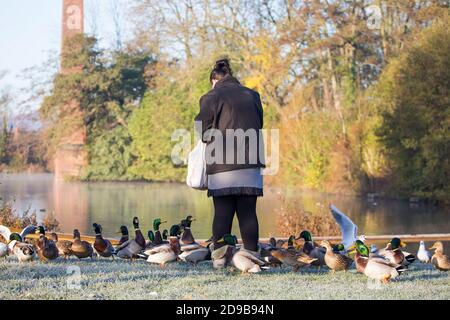 Rückansicht einer isolierten Frau, die Enten mit Brot im Freien an einem kalten, frostigen britischen Morgen in Herbstsonne füttert. Stockfoto