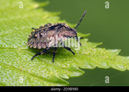 Frühe Instarnymphe des Waldschildbugs (Pentatoma rufipes), die auf dem Blatt sitzt. Tipperary, Irland Stockfoto