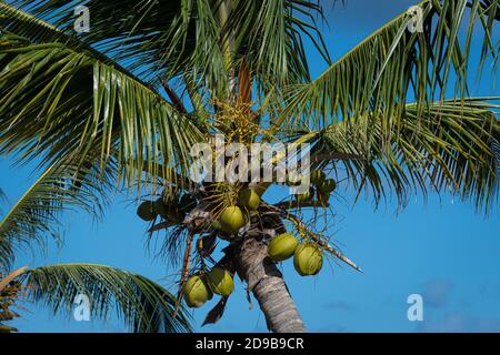 Kokosnüsse wachsen auf der Insel Sint Maarten im Niederländische Karibik Stockfoto