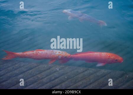 Fische in gurudwara sarovar, der Harmindar Sahib, auch bekannt als Goldener Tempel Amritsar Stockfoto