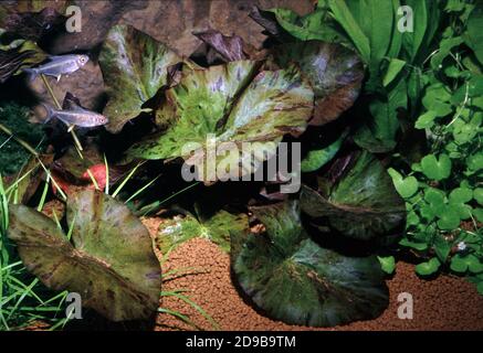 Grüner Tigerlotus, Nymphaea Lotus var. Stockfoto