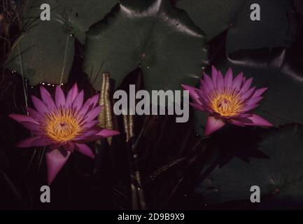 Nymphaea caerulea, bekannt vor allem als Blaue Lotus (oder blaue Ägyptische Lotus), aber auch Blaue Wasserlilie (oder blaue Ägyptische Seerose), und die Heilige blaue Lil Stockfoto