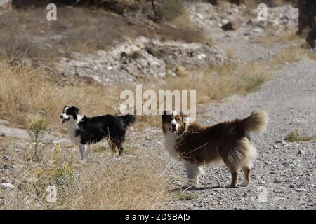 2 australische Schäferhunde beim Wandern in der Natur Stockfoto