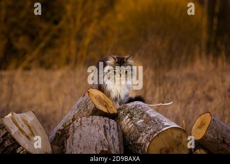 Wilde flauschige Katze sitzt auf dem Holz Stockfoto