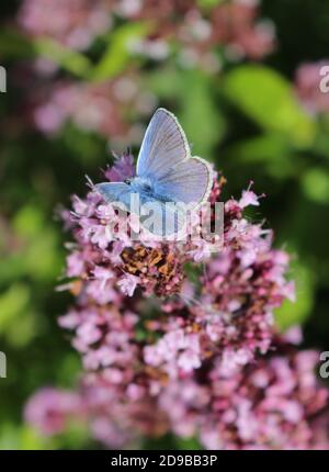 Kleiner blauer Schmetterling auf Blume Stockfoto