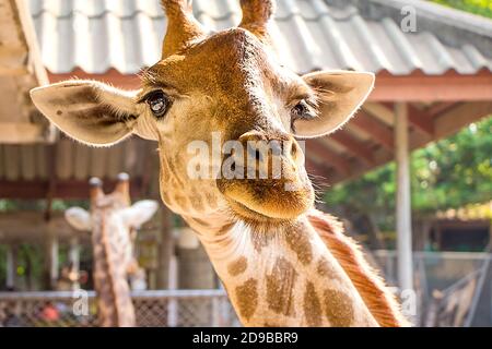 Porträt einer Giraffe. Die Giraffe schaut mich an. Stockfoto