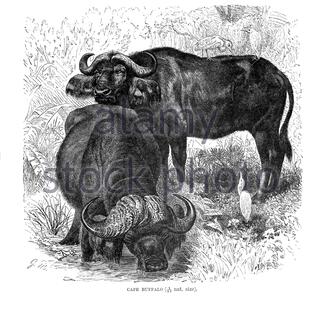 Cape Buffalo, Vintage Illustration von 1894 Stockfoto