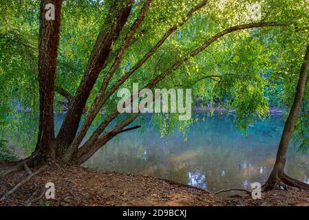 Flussbirke (Betula nigra), die sich über den Rivanna River im Riverview Park, Charlottesville, Virginia, erstreckt Stockfoto