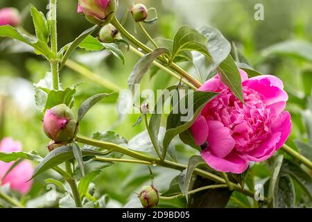 Die rosa Pfingstrose blüht vor einem Hintergrund von verschwommenen Blüten, Pfingstrosen und Blättern Stockfoto