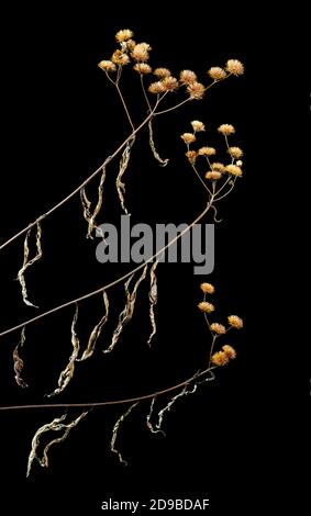 Abgestorbene Stängel von Tall ironweed (Vernonia gigantea) im Herbst mit flauschigen Samenköpfen und baumelnden Blättern. Stockfoto