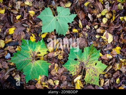 Blätter des amerikanischen Platanen-Baumes (Planatus occidentalis) fielen im Herbst in Zentral-Virginia auf das Bett der Maulbeerblätter. Stockfoto