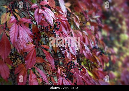 Woodbine oder Virginia Creeper (Parthenocissus quinquefolia) im Herbst mit rot gefärbten Herbstblättern und kleinen schwarzen Beeren, selbstkletternd an einer Wand, BA Stockfoto